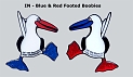 IN-Blue_Red_Footed_Boobies